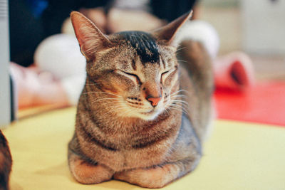 Close-up of cat resting at home