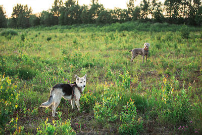 View of a dog on field