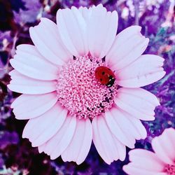 Close-up of insect on pink flower