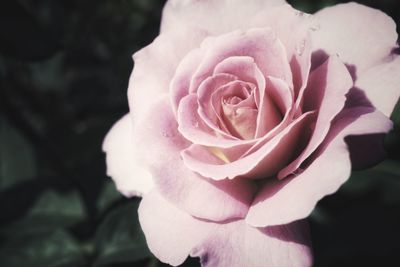 Close-up of pink rose