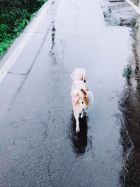 High angle view of dog on road