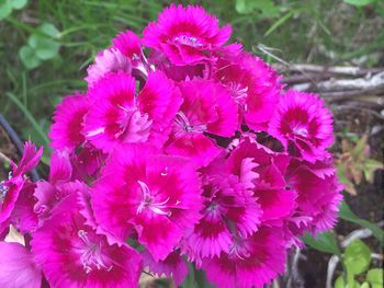 Close-up of flowers blooming outdoors