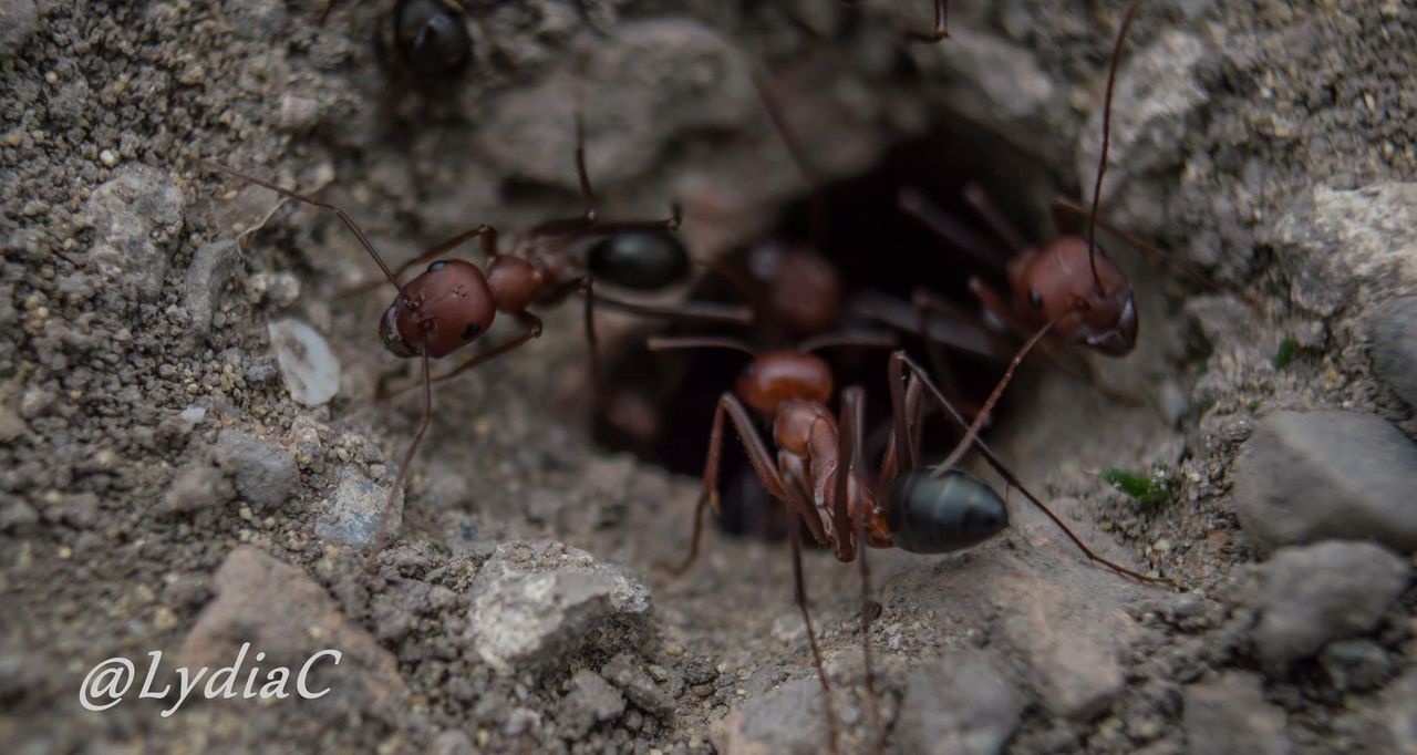 animal themes, animals in the wild, insect, one animal, wildlife, selective focus, nature, high angle view, close-up, day, outdoors, no people, dry, leaf, field, twig, ground, dirt, plant, rock - object