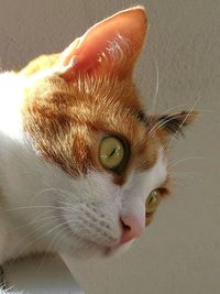 Close-up portrait of a cat