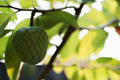 Close-up of fruit growing on tree