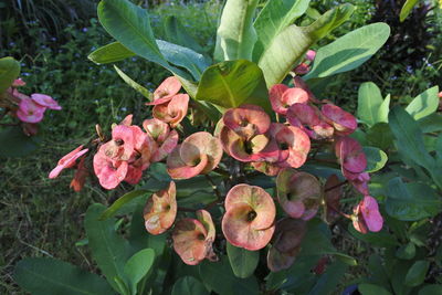 Close-up of pink flowering plants