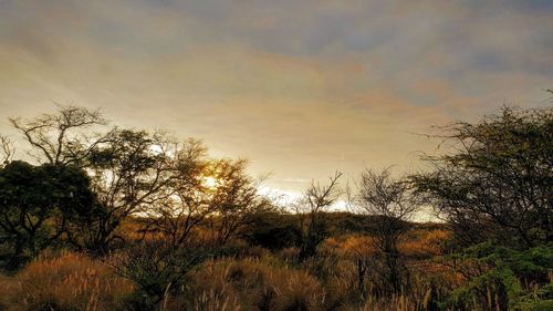 Bare trees against sky at sunset