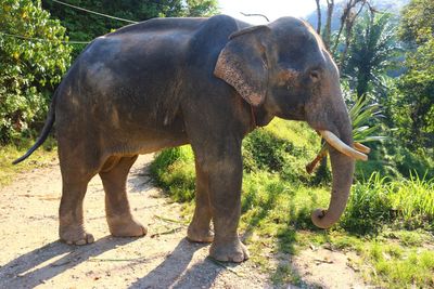 Elephant on field