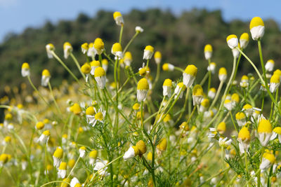Close-up of yellow flowering plants on field