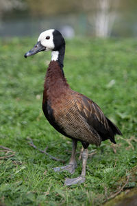 Close-up of duck on field