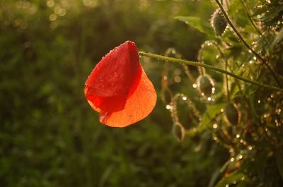Close-up of water drops on tree