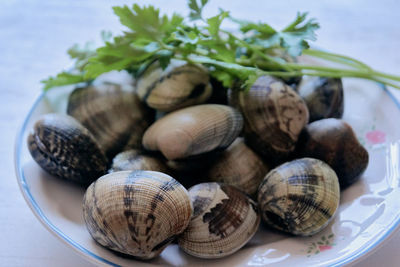 Close-up of snail