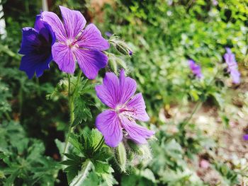 Close-up of purple flowering plant