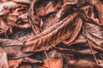 Close-up of dried leaves