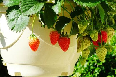 Close-up of fruits hanging on tree