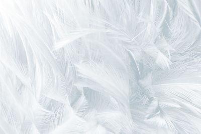 Full frame shot of white feathers