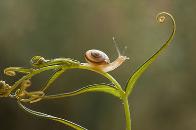 Close-up of snail on leaf