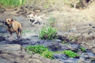 Dogs on rock by water