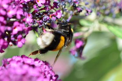 Close-up of bee pollinating on pink flower