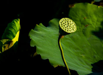 Close-up of lotus water lily in leaves