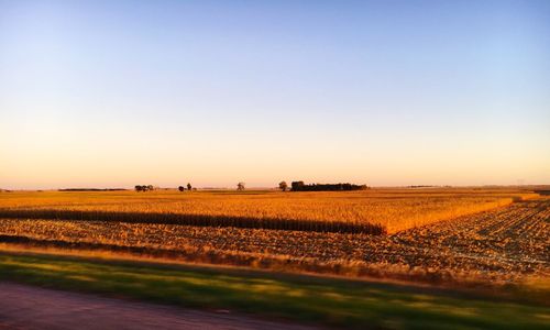 Scenic view of agricultural field against clear sky during sunset