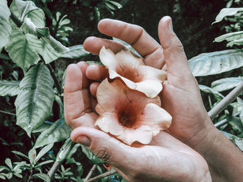 Close-up of hand holding rose plant