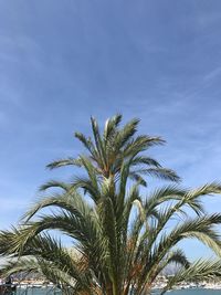 Low angle view of palm tree against sky