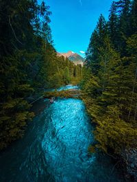 Scenic view of river amidst trees against sky