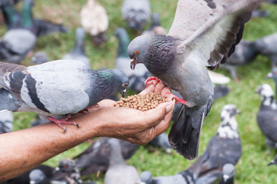 Close-up of pigeon perching on hand holding bird