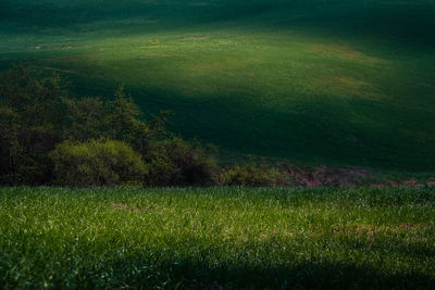 Scenic view of field