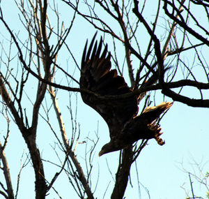 Low angle view of eagle flying against sky