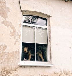 Cat looking through window