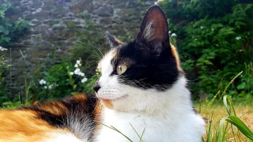 Close-up of a cat looking away