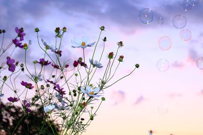 Close-up of purple flowers blooming against sky