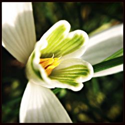 Close-up of white flowers