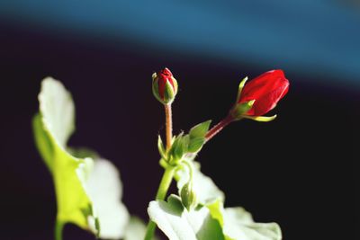 Close-up of red flower