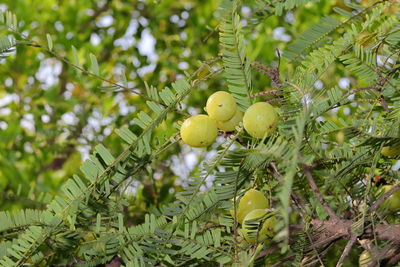 Low angle view of fruits on tree