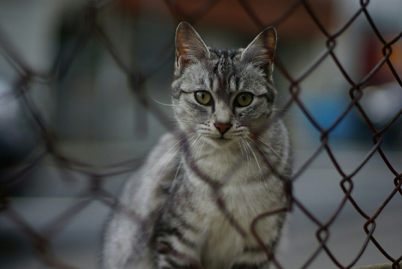 animal themes, one animal, mammal, domestic cat, domestic animals, cat, looking at camera, portrait, pets, focus on foreground, chainlink fence, fence, feline, close-up, whisker, metal, outdoors, selective focus, day, branch