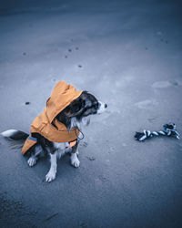 High angle view of dog on the beach with toy