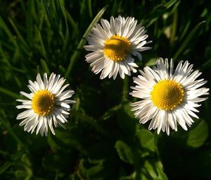 Close-up of white daisy blooming outdoors