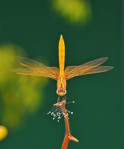 Close-up of dragonfly on flower