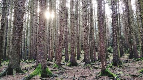 Trees in forest