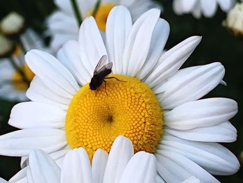 Close-up of bee on white flower