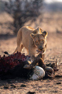 Lioness drinking water