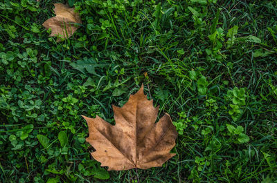 Close-up of grass growing on field