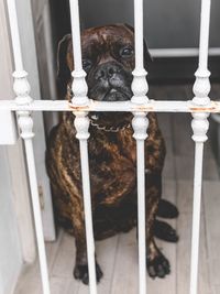 Close-up portrait of dog looking through metal gate