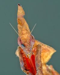 Close-up of dry leaf