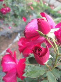 Close-up of pink rose blooming outdoors