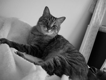 Portrait of cat sitting on sofa at home