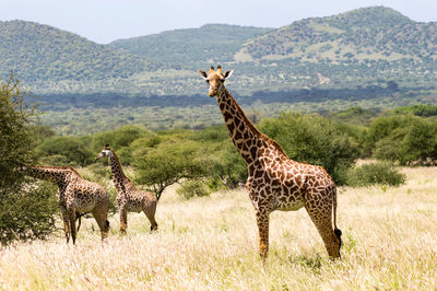 Three giraffes in the savannah of tsavo west park with a look towards us